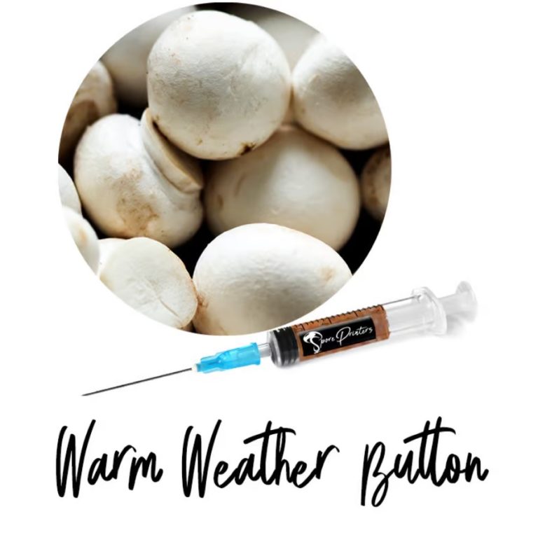 Agaricus Bitorquis Warm Weather Button Liquid Culture Syringe 768x774