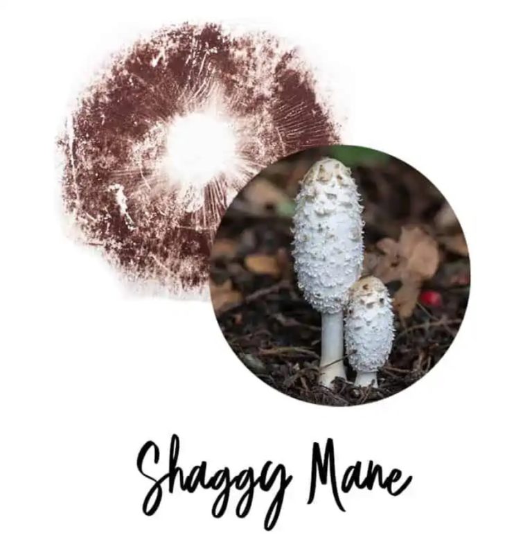 Coprinus Comatus Shaggy Mane Spore Print 768x785