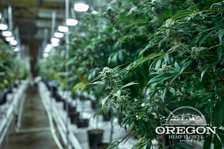 Oregon Hemp Flower 4 768x512