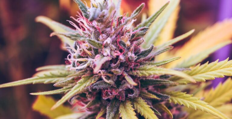 Screenshot 1 768x396