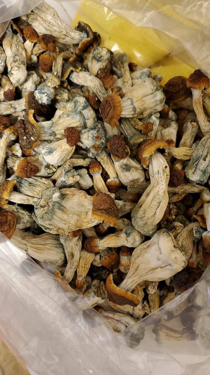 photo 5179566465911728910 y 3